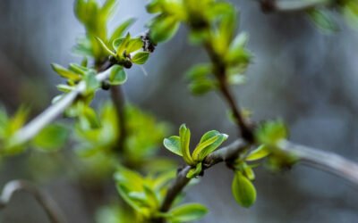 The Revelation of God’s Glory through Jesus Christ