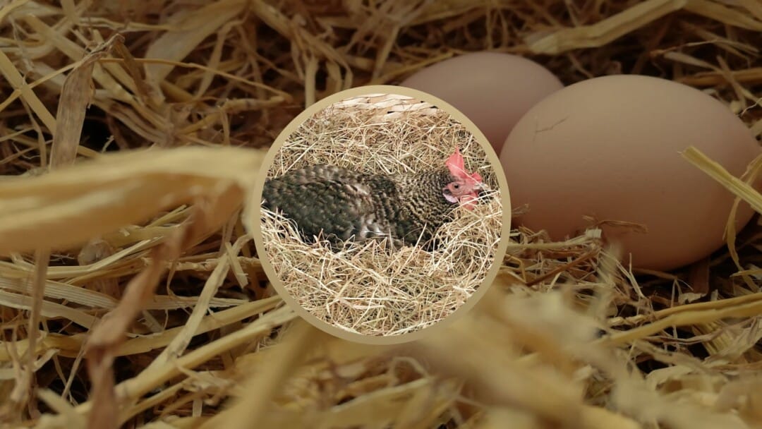 Pierre Merlin: A Chicken in a Hayloft