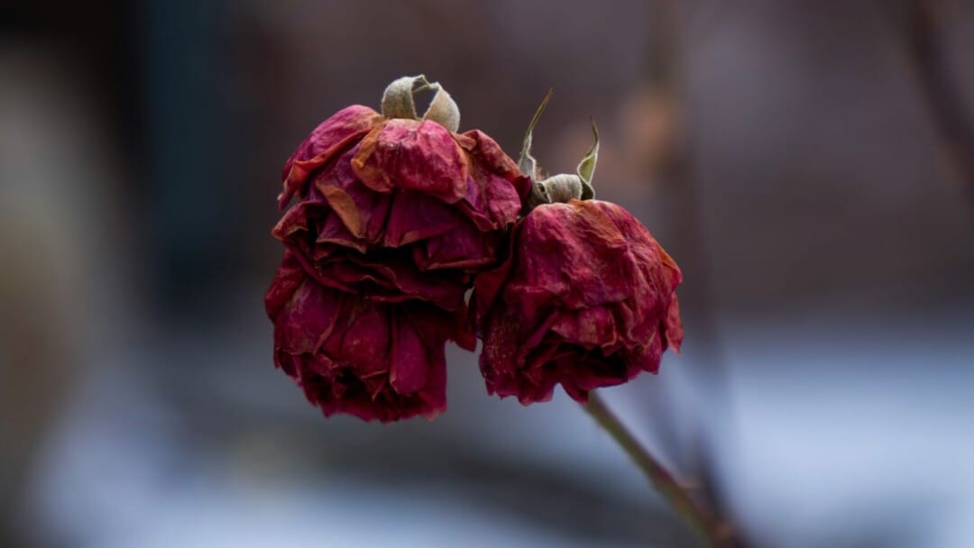 The Plague of “No Fault” Divorce