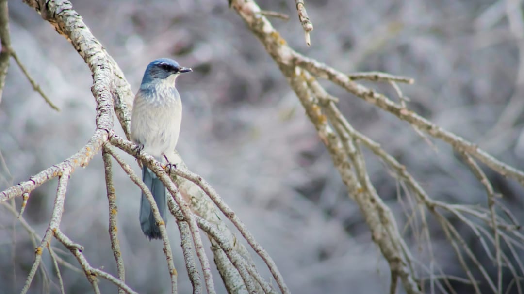 Facing the Winter Blues Alone