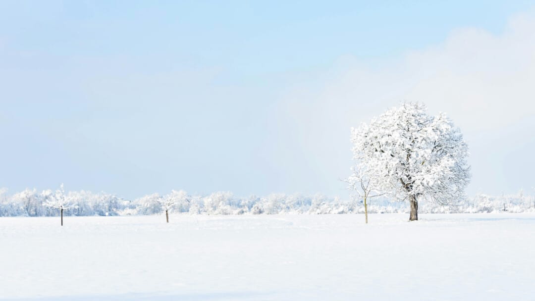 Treasures of the Snow