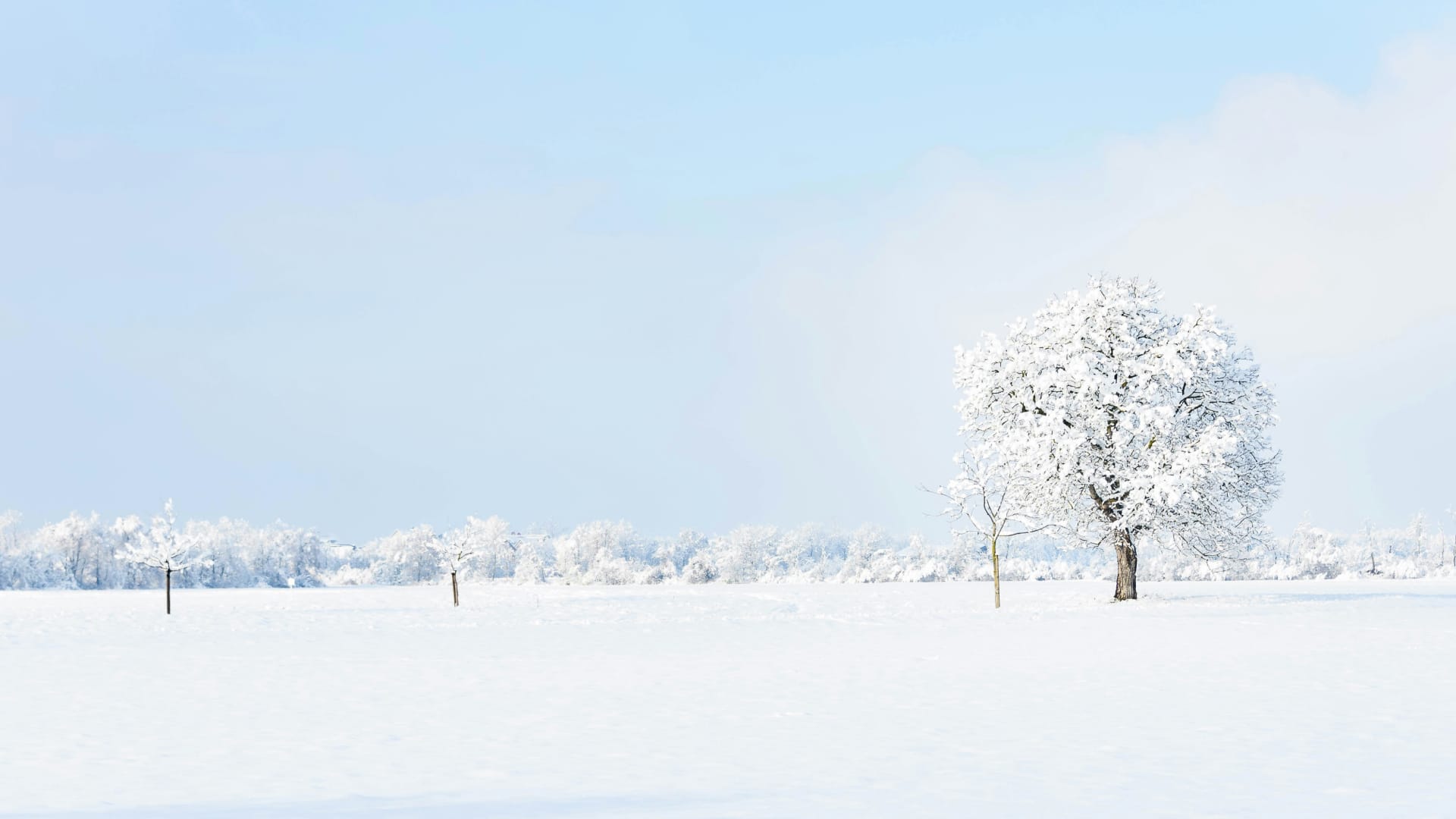4c Treasures Of The Snow