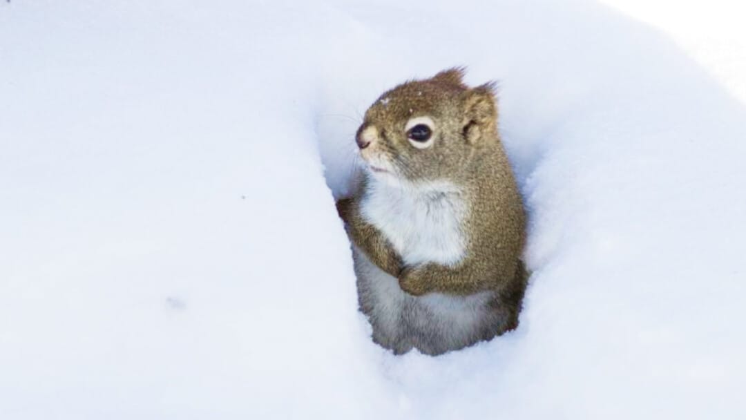 Appreciating the Wintertime