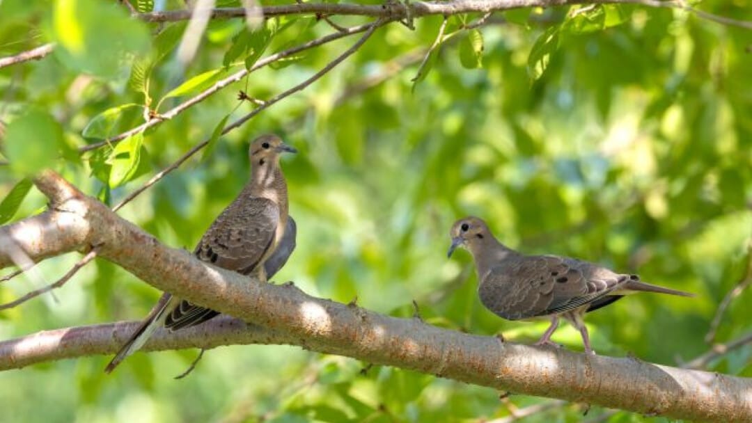 The Time of the Singing of Birds